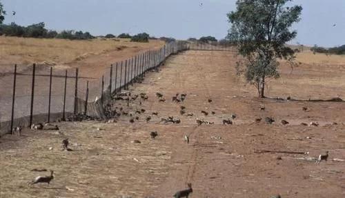 澳洲兔子可以随便吃吗,澳洲泛滥的兔子可以吃吗