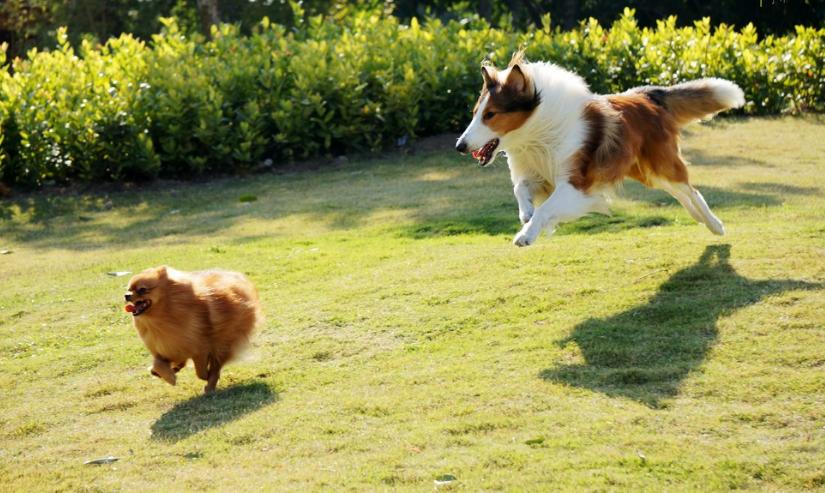 遇到准备挨攻击的狗怎么办,遇到狗攻击怎么对付