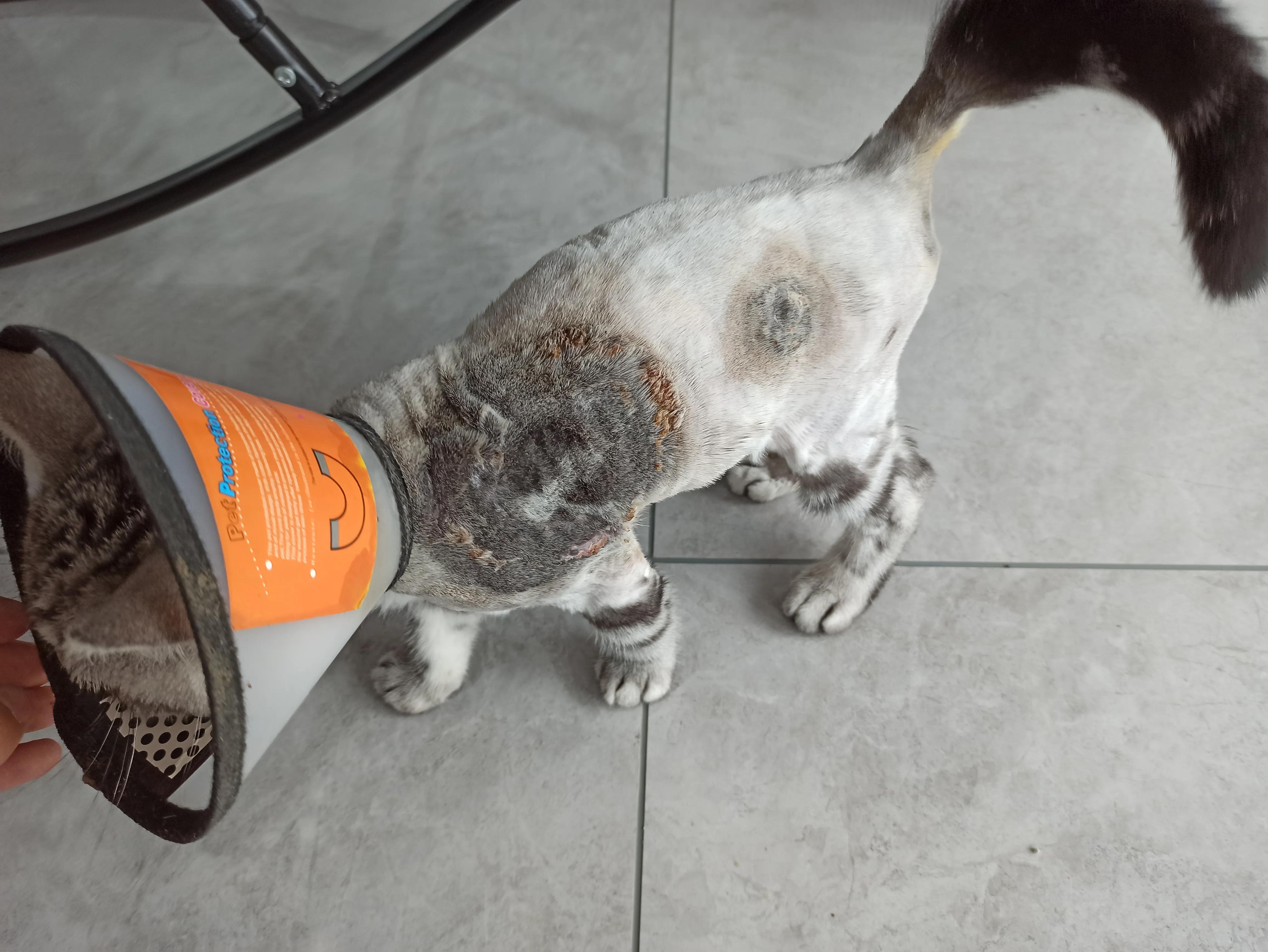 猫癣治愈的过程,猫癣的治疗全过程