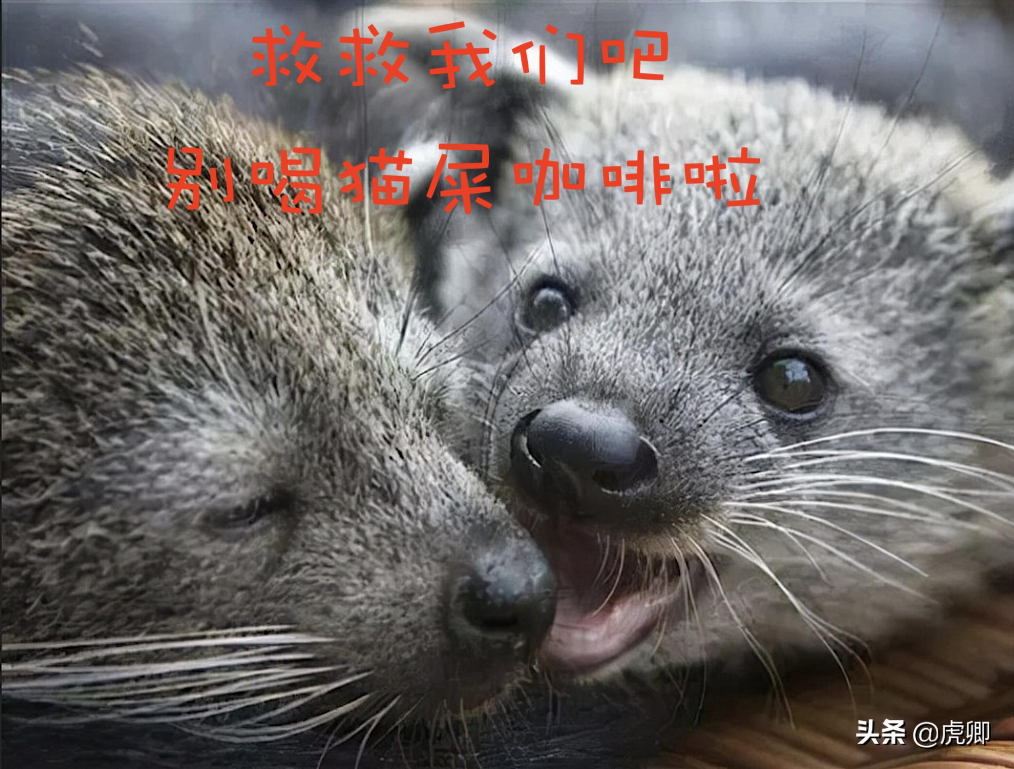 熊灵猫为何濒危？便便制成的咖啡售价500元一杯，受欧美绅士追捧