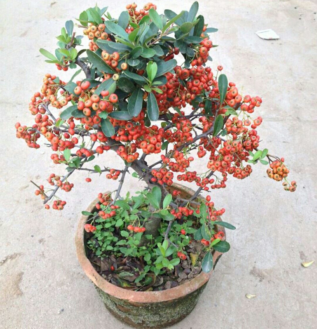 黄荆树冬天采挖,火棘与黄荆