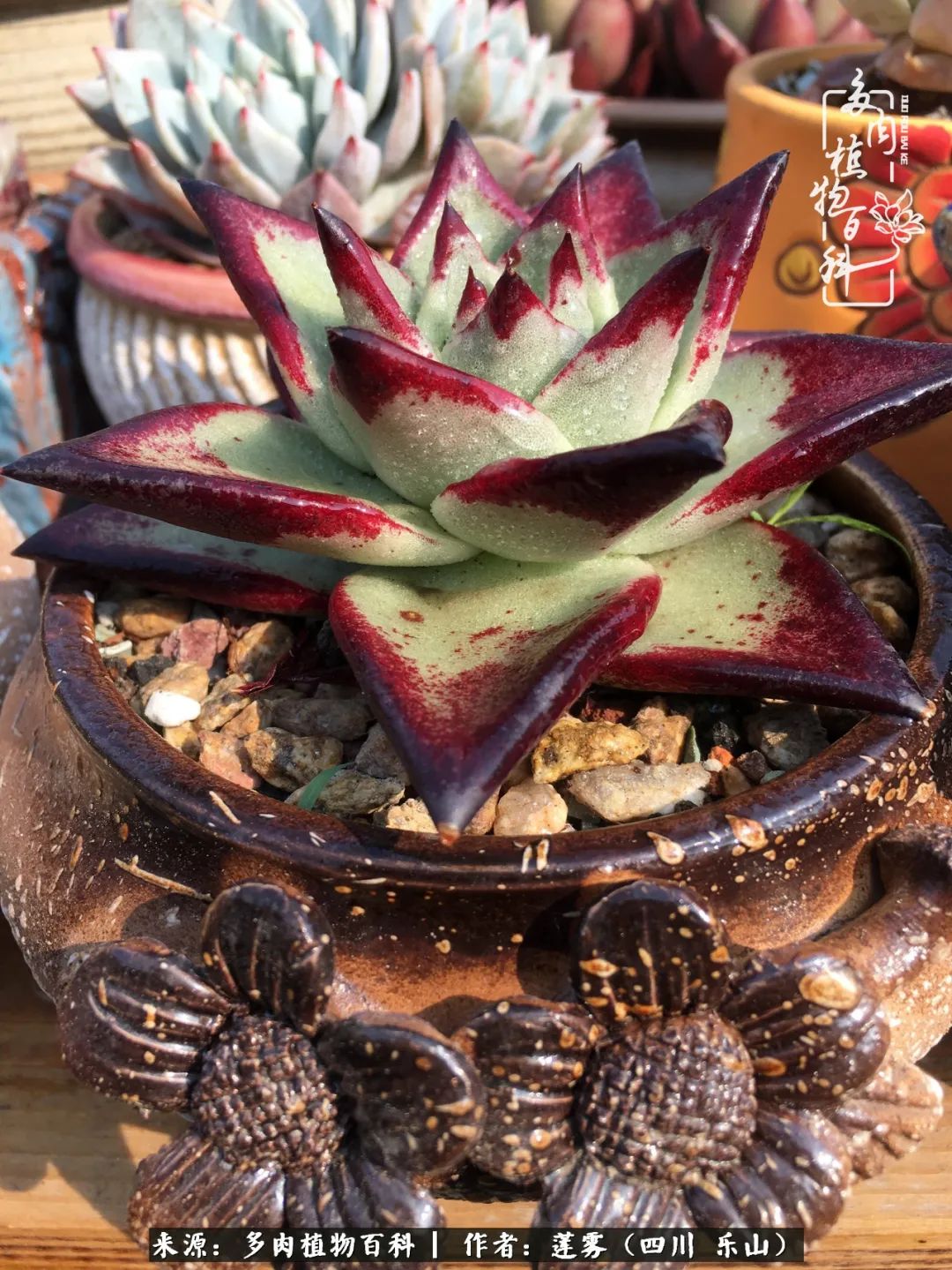 治愈系多肉精灵,初冬携一抹暖阳与多肉相伴