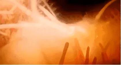 18张动图揭秘，你不是游得最快的那一个精子