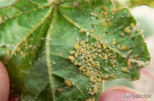 苹果栽种技术,苹果栽培技术