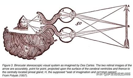 弱视单眼抑制做什么训练,弱视训练立体视是最后一步吗