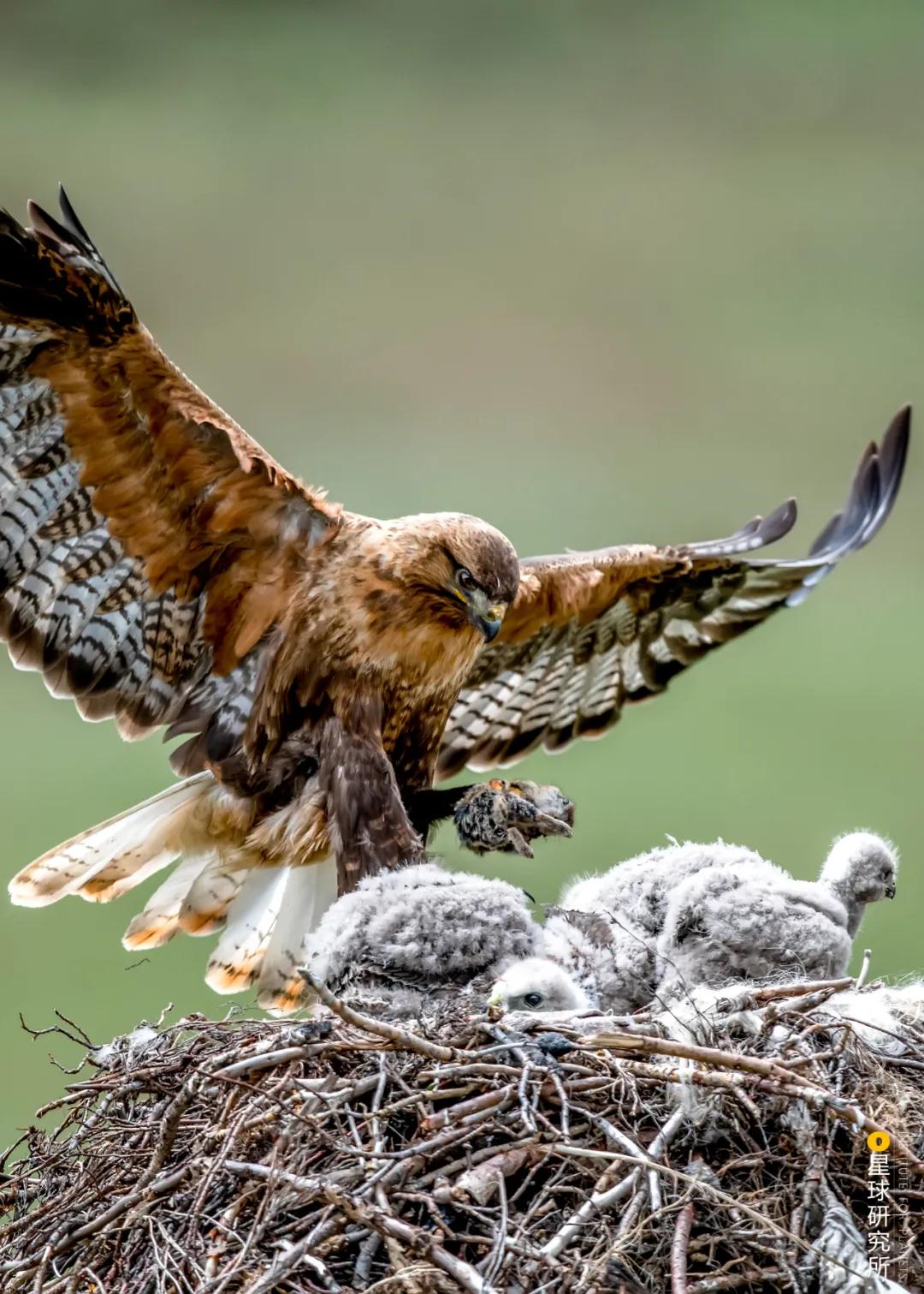 林草领域知识图谱,林草科普专业术语