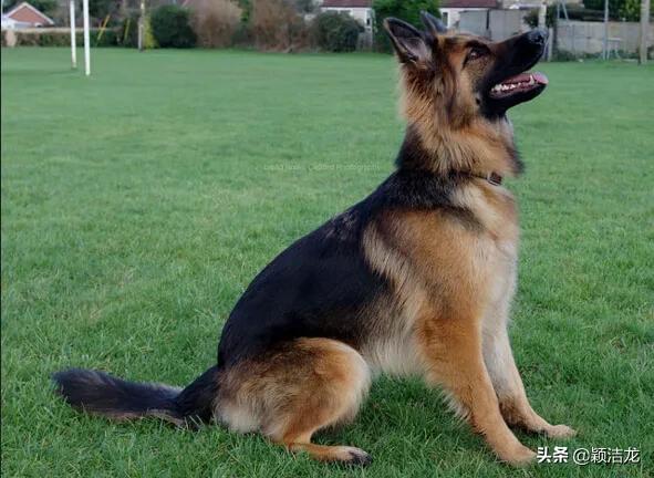 德国牧羊犬饲养基地在哪里,德国牧羊犬近亲繁育