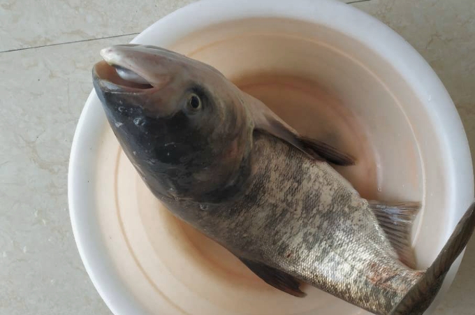 鲢鳙最有效的钓法,鲢鳙怎么钓得大