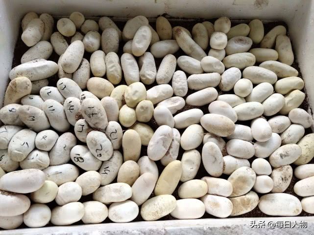 被判“死缓”的特种养殖:陷入困局的致富产业和千万从业者