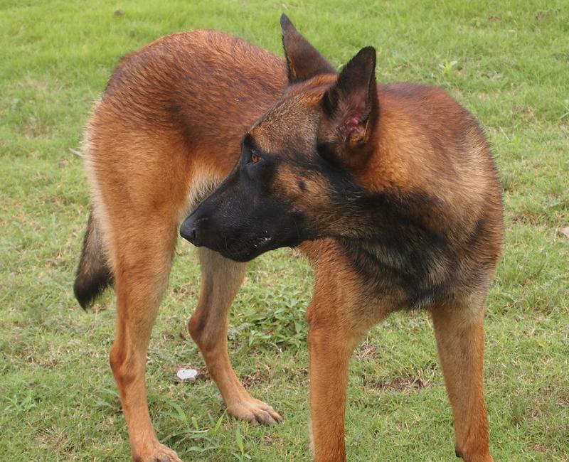 训练马犬有哪些科目,专业的马犬训练的方法