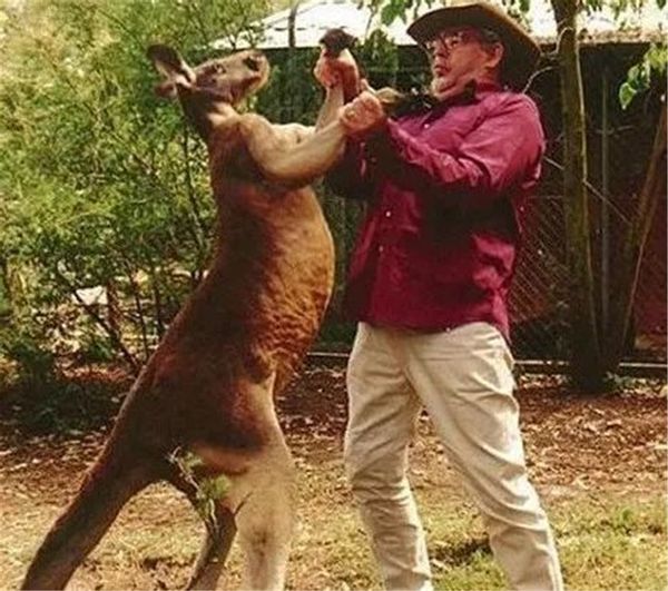 澳洲袋鼠真正的样子,真正的澳洲袋鼠