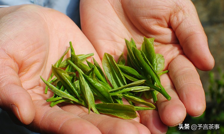 安徽产茶,中国产茶的四大茶区