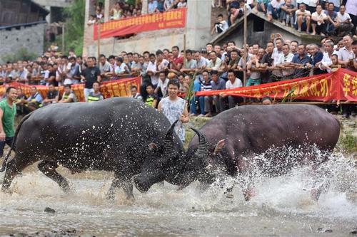 广西往年斗牛视频,广西斗牛比赛全集