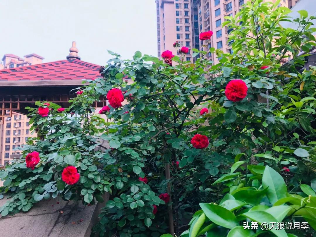 月季花是时候展现真正的技术了 (开春的第一波月季花就这么过去了)