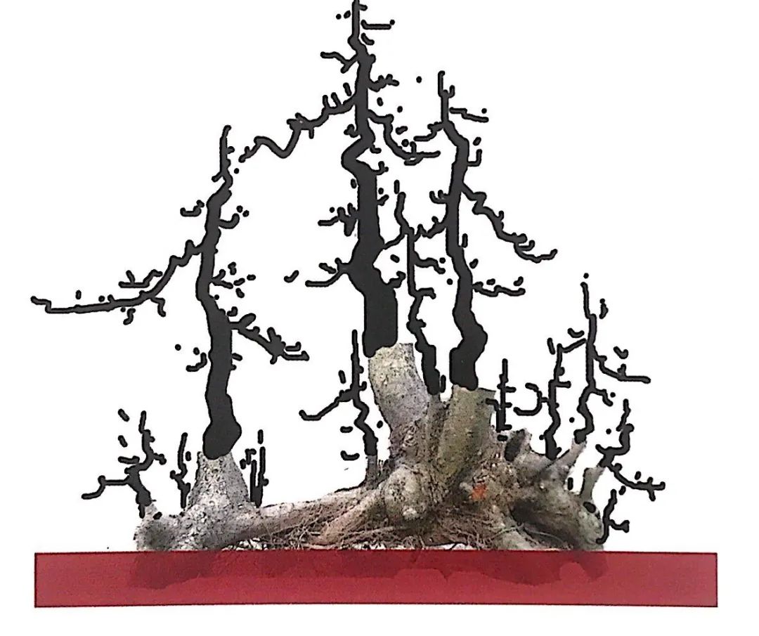 榆树盆景用的榆树是什么品种,小榆树盆景设计100种形态