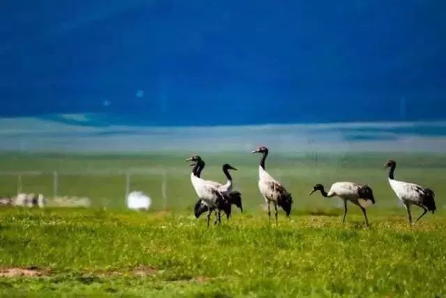 若诗若画若尔盖美景,若诗若画若尔盖文案