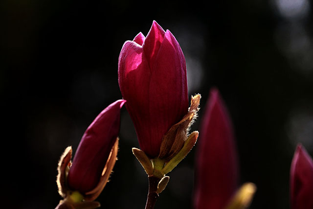 安国医院：寻常好景时时有，人间最美三月天。