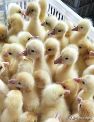 鹅应激了拉什么样的粪便,鹅应激用什么药