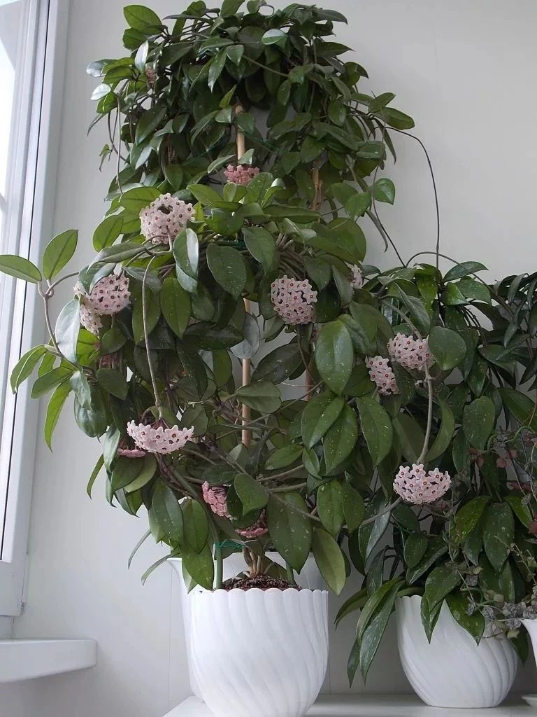 适合室内养的爬藤花期长,跟绿萝一样好养的爬藤植物