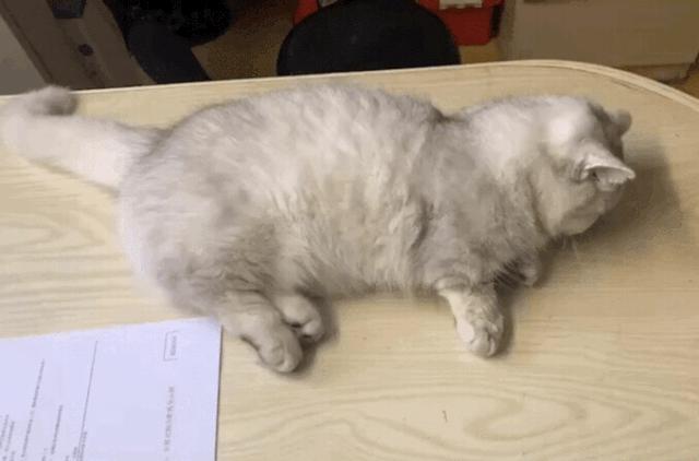 猫咪绿萝中毒会死吗,家里的绿萝在养猫之后死完了