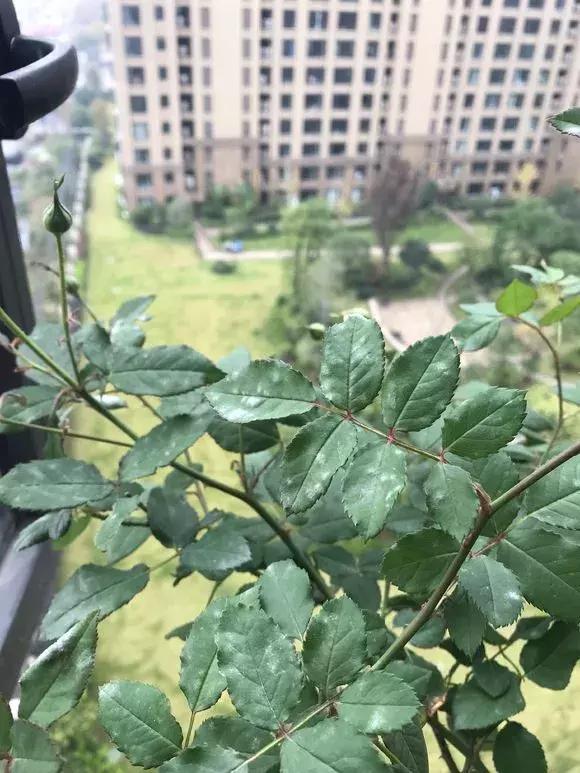 花儿叶子发黄是怎么回事,花儿叶子发黄枯萎萎蔫