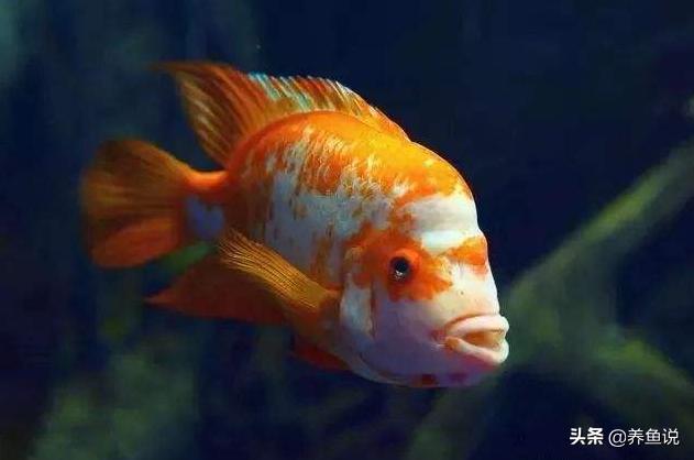 日常预防观赏鱼生病用什么药,观赏鱼生病了带去哪里医治