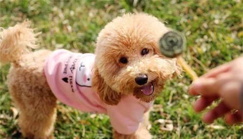 泰迪拒绝进食怎么回事,泰迪拒食