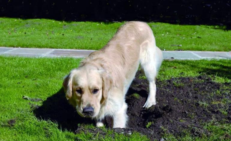 狗狗细小临终前的5个征兆,狗狗在临终前为什么会躲起来