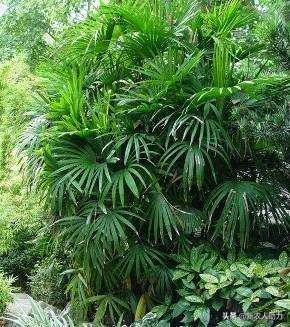 棕竹的养殖方法有哪些,棕竹的养殖方法和注意事项有哪些