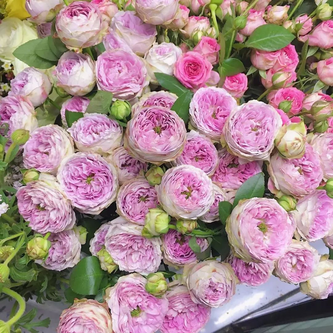 一篇文章带你认识三亚40种花,鲜花图鉴一次性认识30种玫瑰花