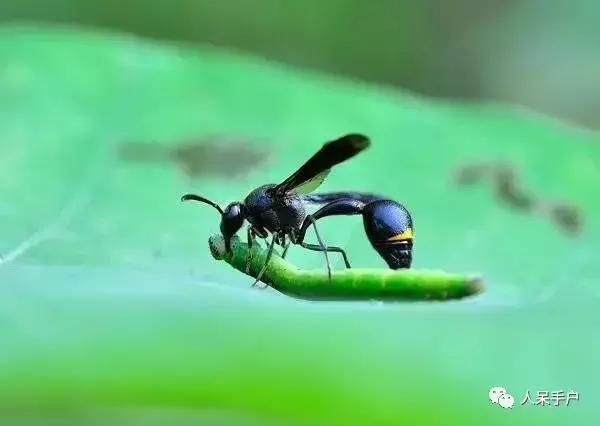 人工养殖的天敌昆虫,昆虫天敌大全