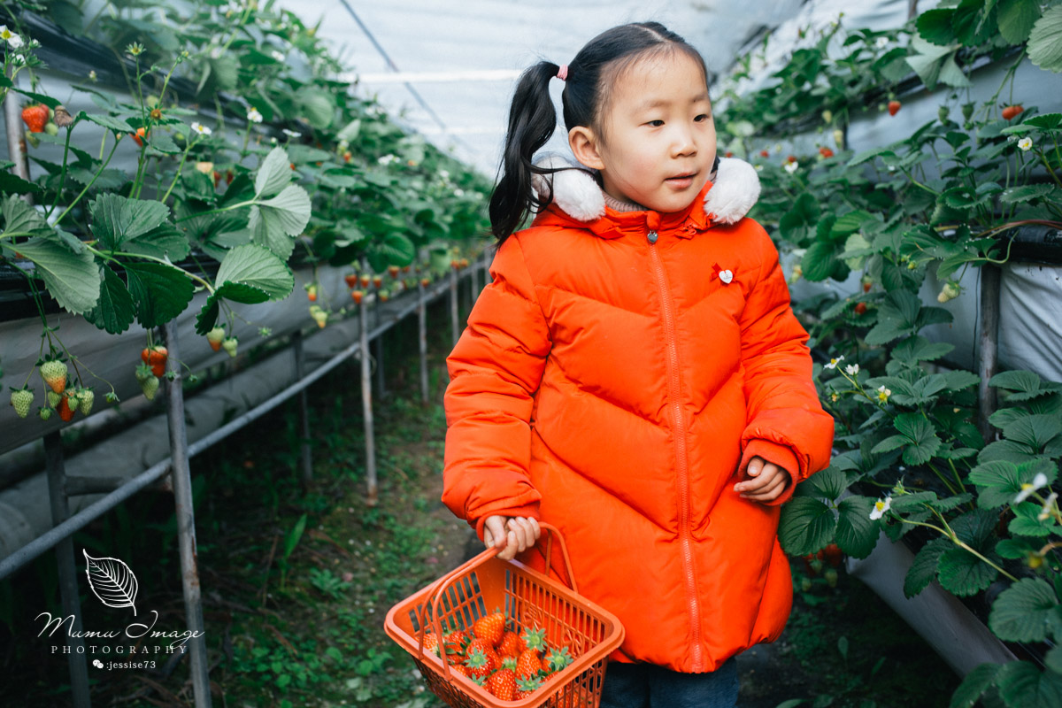 几百亩草莓采摘基地，无销售，不够卖，老板：绿色天然无公害