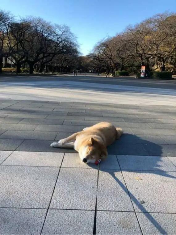 狗本来不掉毛却突然开始掉毛,狗狗身上毛秃了一块