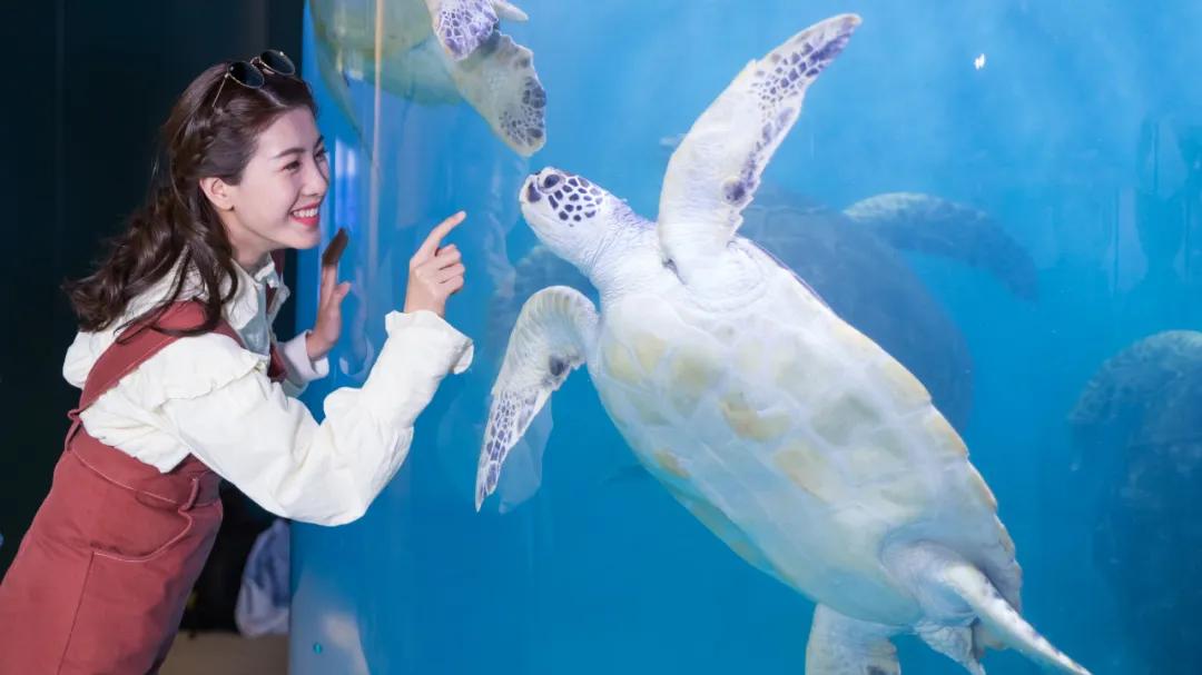 闈掑矝鏃呮父缃戠孩缇庨鎵撳崱鎺ㄨ崘,娴锋磱鍔ㄧ墿娴峰簳涓栫晫鎵撳崱