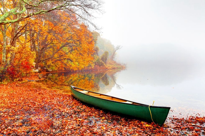 怎样拍出秋叶的光影,怎样拍秋叶照片比较有创意