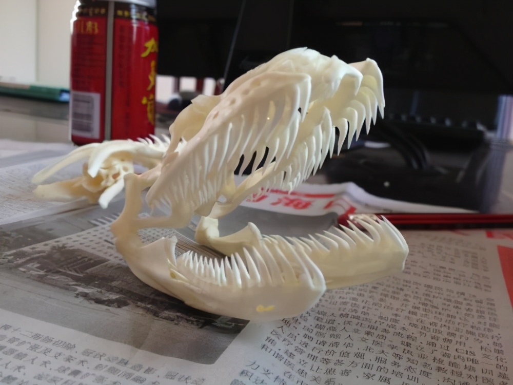 森蚺简单粗暴的交配方式，雌蛇后宫男宠众多，交配完后会吃掉雄性