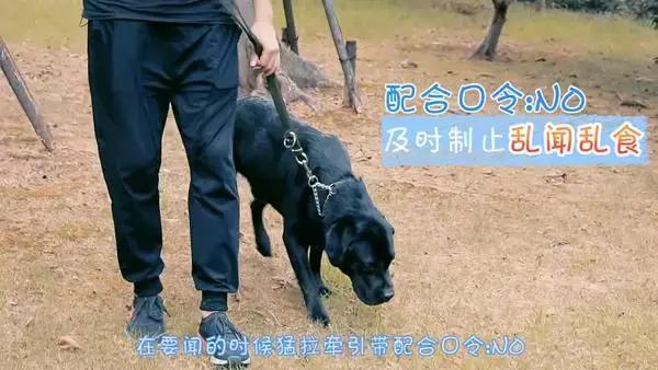 狗狗吃饭急怎么训,狗狗出门闻别的狗