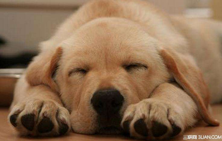 狗狗心理疾病的症状,狗狗会传染人哪些疾病