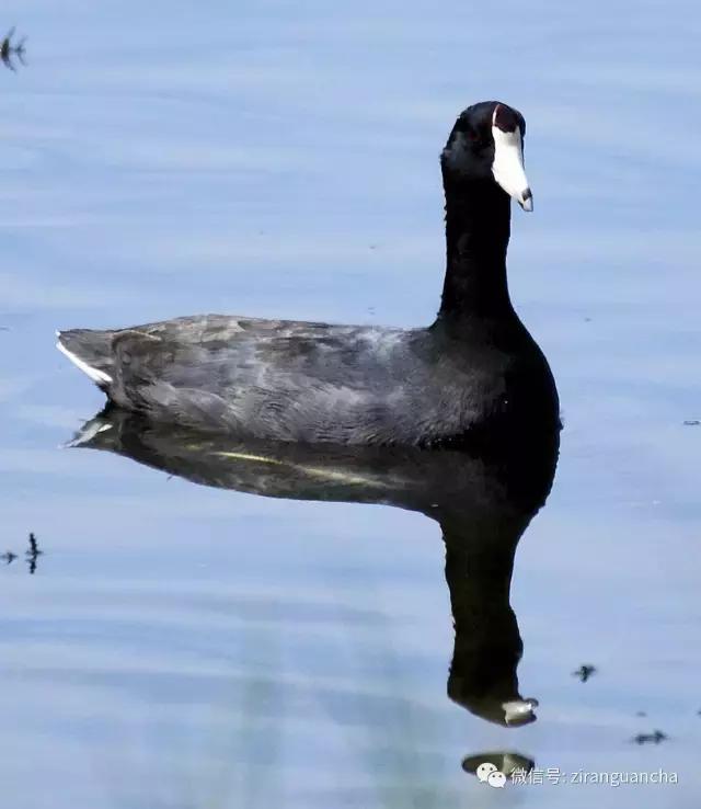 美洲有几种猛禽,美洲三大动物