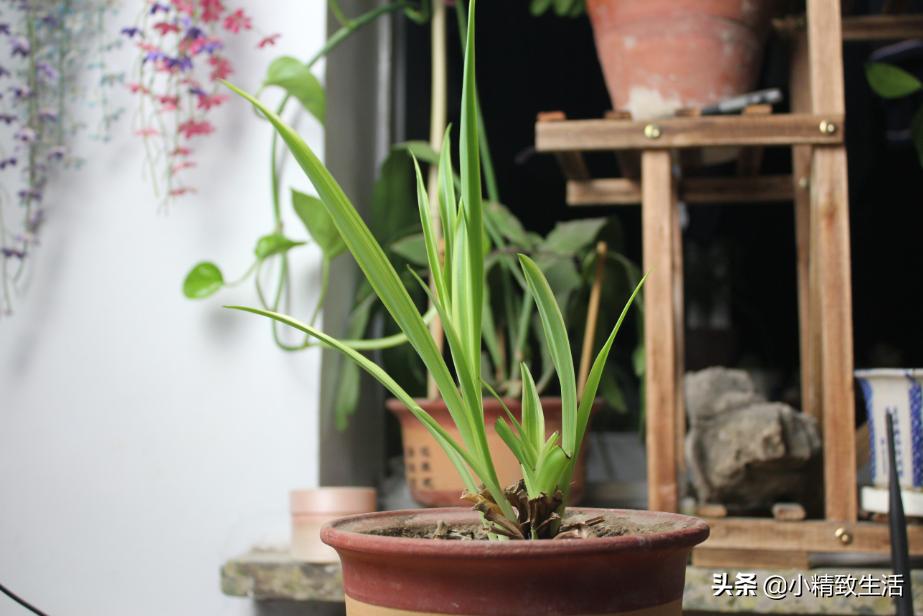 吊兰绿植盆栽黄叶怎么办,养了一年的吊兰爆盆了怎么修剪