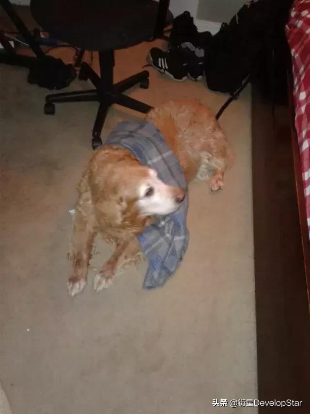 因为年纪大上不去床,金毛每天找一件主人衣服在地板上枕着入睡…