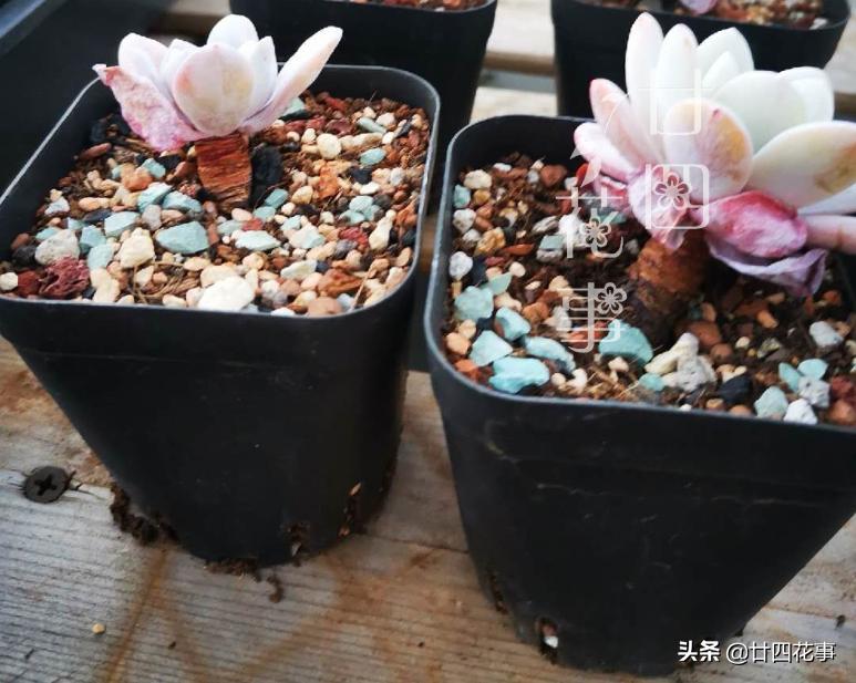 给多肉选花盆，除了看颜值外，还有3个关键指标，直接关系钱包