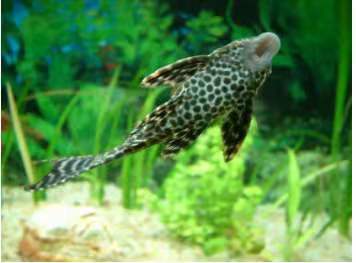 流浪猫被收养喂熏鱼,流浪猫狗被领养前后