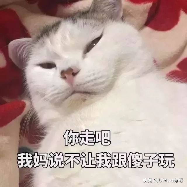 每只猫的名字都能叫出来,一只小公猫的名字