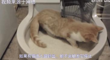 自动猫砂盆把猫卡死,自动猫砂盆把猫夹死了