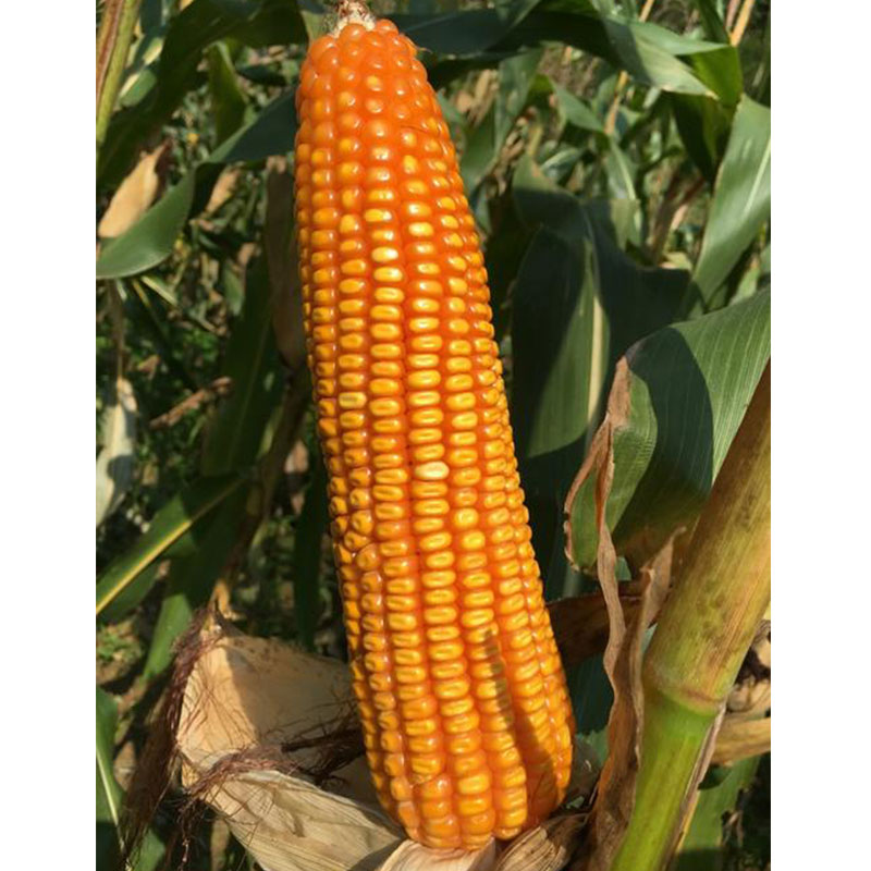 正大玉米种适合甘肃种植吗,正大种子放心种