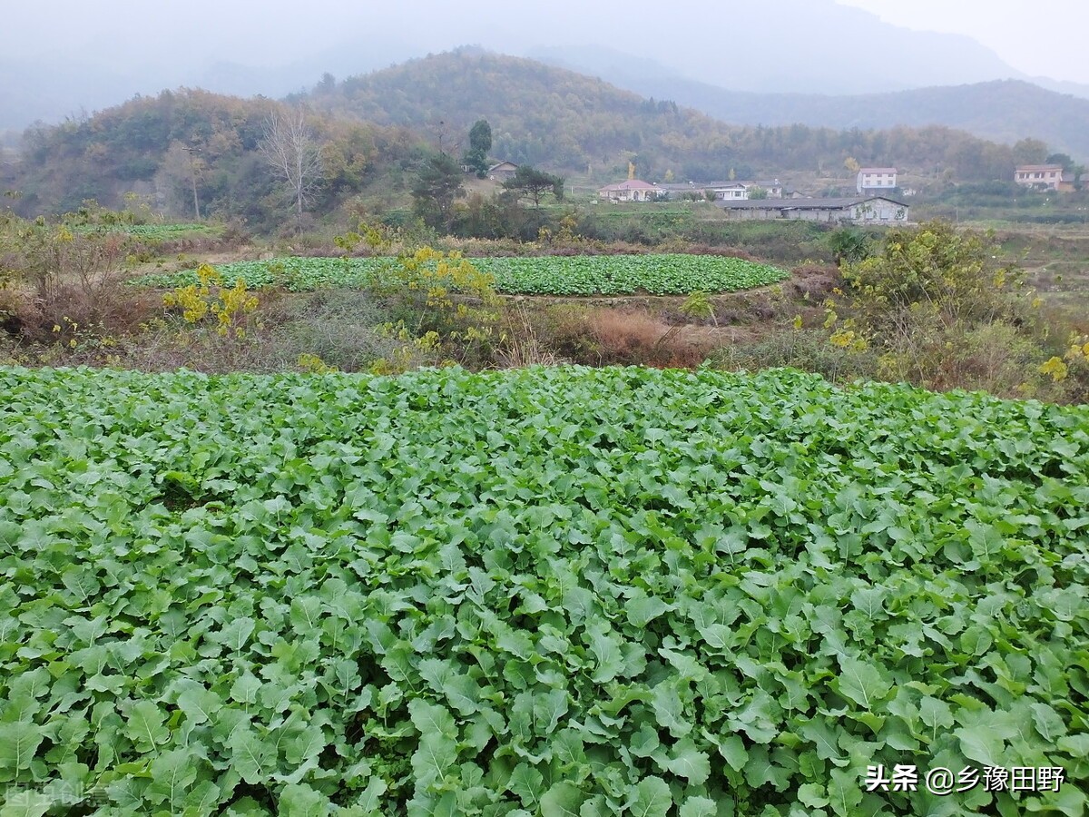 油菜苗期病毒病症状,油菜病毒病的典型症状图片