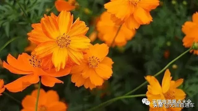 无锡哪里有看花海的景点,无锡秋季花海旅游景点