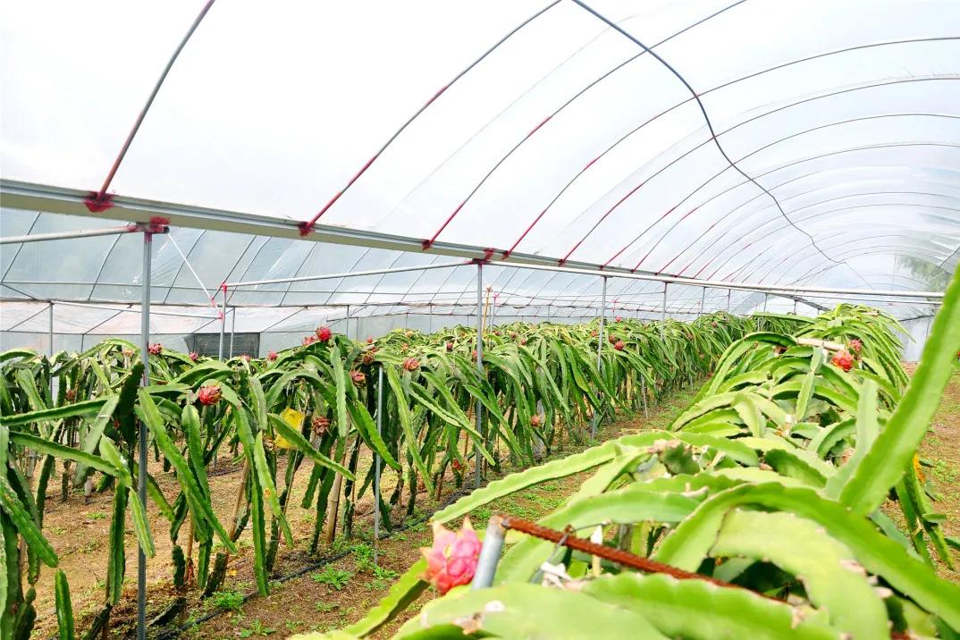 井研这五年丨门坎镇：“竹韵门坎”蝶变跃升