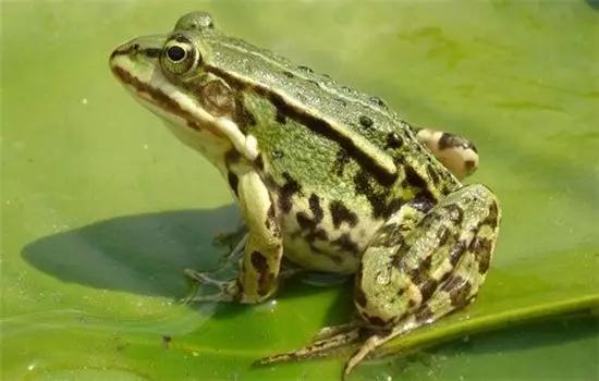 抓蛙捕鸟被判刑,抓青蛙检察院怎么处理